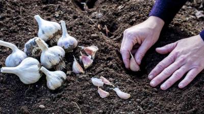 Garlic can be grown in light to heavy soils Farming News