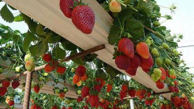 Farmers are doing strawberry cultivation on a large scale and are earning lakhs of rupees