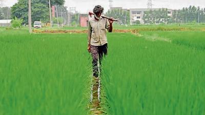  Basmati growers' association demanded waiver of minimum export price with international sales declining
