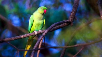 A caged parrot said, I am sad......