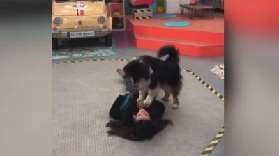 Dog Performing CPR