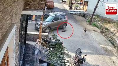 Retired policeman brutally crushed sleeping puppy under car 4 times