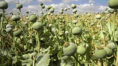 Opium cultivation