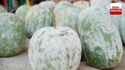 How to finally cultivate pumpkins