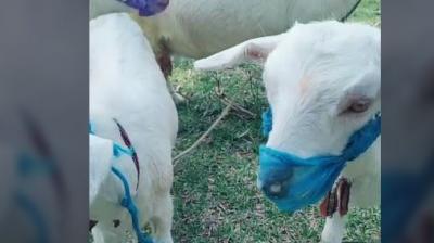 Tiktok video viral of a goat wearing mask due to corona virus 