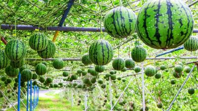 How to do Watermelon Cultivation
