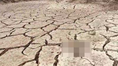 Barasinghas death in Pinjore due to drought in dam