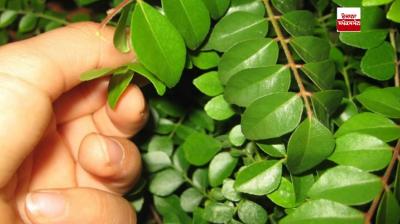 Curry leaf water is very beneficial for health