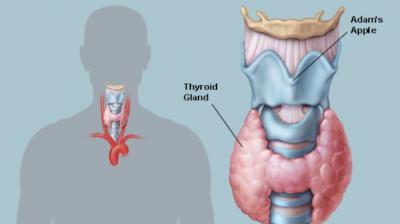 Thyroid