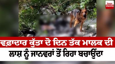The faithful dog would protect the owner's body from the animals for two days News in punjabi 