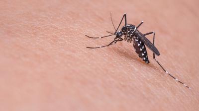  Dengue fever in Patna 