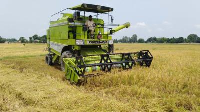 Paddy harvesting 