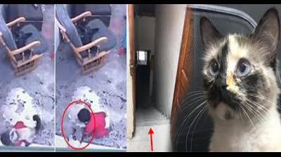 Cat save 1 year old baby life