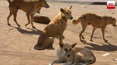 60-yr-old killed after stray dogs attack him in Dwarka