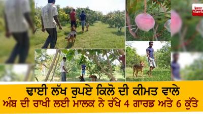 The owner kept 4 guards and 6 dogs to protect the mango worth Rs 2.5 lakh per kg