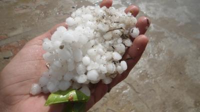  One day's rains and hailstorms in Punjab ruined paddy and wheat crops