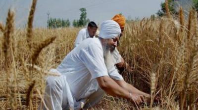  It could break the yield of wheat in the past several years