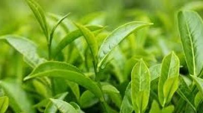 Turkey will now buy tea leaves from India