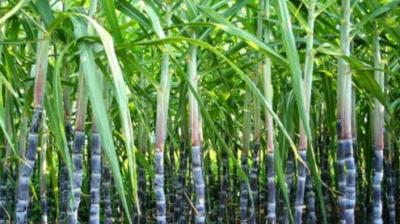 Representative Image.