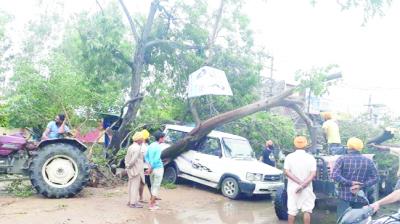 Tree fallen Due to Hurricane