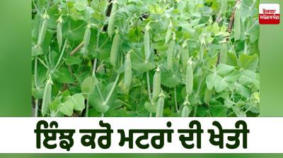Peas Farming News in punjabi