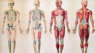 Wrong Life-style causes stones in the human body