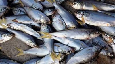 Thousands of dead fish in Mubarpur pond