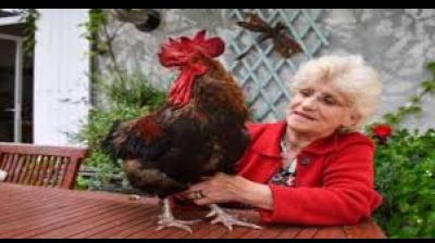 Rooster wins french court battle over right to make noise