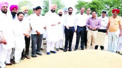 Buying Wheat by Govt