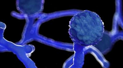 black fungus infection