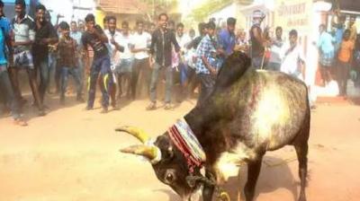 A bull climbed the fourth floor and jumped what happened after then nodrss