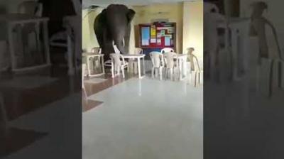 Elephants enter in army canteen