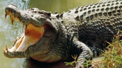 Girl fight with Crocodile