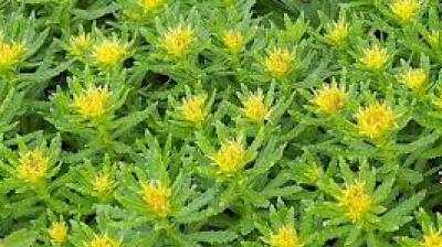 Sanjeevani plant solo in Ladakh 