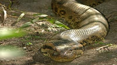 Ranger put his life in Danger