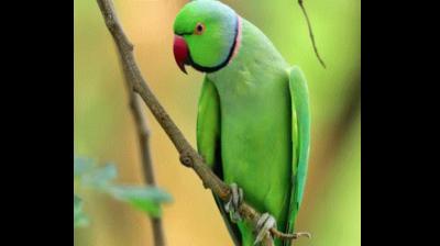 parrot'predicted'