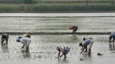 Paddy Sowing