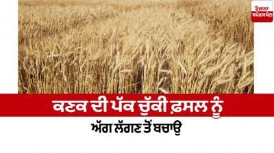 Protect the ripe wheat crop from fire Farming News