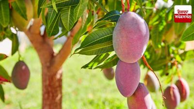 National Mango Day 2025