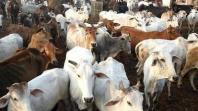 Budget 2019 announcement 