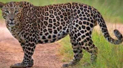 Leopard aka Cheetah in Ludhiana News in punjabi 