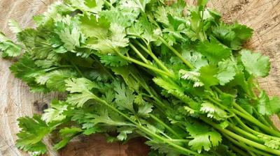 Coriander 