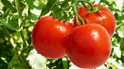  Tomato cultivation 