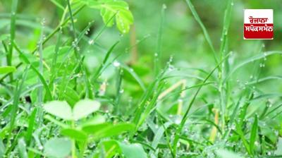 An easy way for farmers to protect potatoes, mustard, pulses and vegetables from fog