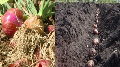 The right time for planting potatoes and planting onions