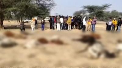 80 Cows Die of Suspected Food Poisoning in Govt-aided Shelter in Rajasthan's Churu