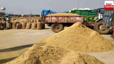 Paddy procurement begins in Punjab mandi from tomorrow