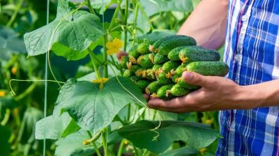 Protect vegetables from fog