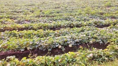 Cultivation of melons Farming News in punjabi 