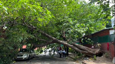 Tree fell again in Chandigarh 